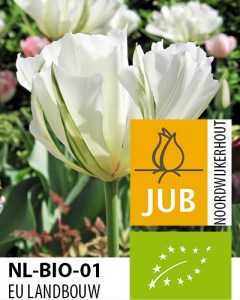 Bio Tulipa White Valley